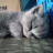 NyanTa nYeong