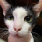 CatsCatzKatz